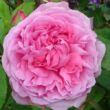 Kép 1/3 - Rosa 'Madame Boll' - rózsaszín - történelmi - portland rózsa