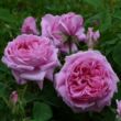 Rosa 'Madame Boll' - rózsaszín - történelmi - portland rózsa