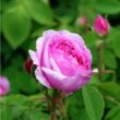 Kép 3/3 - Rosa 'Madame Boll' - rózsaszín - történelmi - portland rózsa