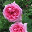 Rosa 'Madame Knorr' - rózsaszín - történelmi - portland rózsa