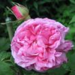 Kép 3/3 - Rosa 'Madame Knorr' - rózsaszín - történelmi - portland rózsa