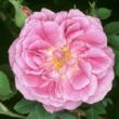 Kép 1/3 - Rosa 'Queen of Bourbons' - rózsaszín - történelmi - bourbon rózsa