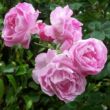 Rosa 'Queen of Bourbons' - rózsaszín - történelmi - bourbon rózsa