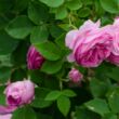 Rosa 'Queen of Bourbons' - rózsaszín - történelmi - bourbon rózsa