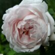 Kép 1/3 - Rosa 'Ännchen von Tharau' - fehér - történelmi - alba rózsa