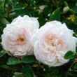 Rosa 'Ännchen von Tharau' - fehér - történelmi - alba rózsa