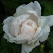 Kép 3/3 - Rosa 'Ännchen von Tharau' - fehér - történelmi - alba rózsa