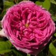 Kép 1/3 - Rosa 'Aurelia Liffa' - rózsaszín - történelmi - régi kerti rózsa