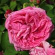 Rosa 'Aurelia Liffa' - rózsaszín - történelmi - régi kerti rózsa