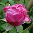 Rosa 'Aurelia Liffa' - rózsaszín - történelmi - régi kerti rózsa