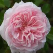Kép 1/3 - Rosa 'Awakening™' - rózsaszín - climber, futó rózsa