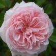 Kép 1/3 - Rosa 'Awakening™' - rózsaszín - climber, futó rózsa