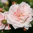 Kép 2/3 - Rosa 'Awakening™' - rózsaszín - climber, futó rózsa