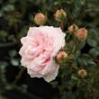 Rosa 'Awakening™' - rózsaszín - climber, futó rózsa