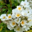 Rosa 'Bobbie James' - fehér - rambler, kúszó rózsa