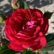 Kép 1/3 - Rosa 'Chevy Chase' - vörös - rambler, kúszó rózsa