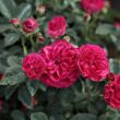 Kép 2/3 - Rosa 'Chevy Chase' - vörös - rambler, kúszó rózsa