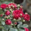 Kép 3/3 - Rosa 'Chevy Chase' - vörös - rambler, kúszó rózsa