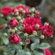 Rosa 'Chevy Chase' - vörös - rambler, kúszó rózsa