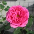 Kép 2/3 - Rosa 'Frau Dr. Schricker' - rózsaszín - történelmi - china rózsa