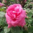 Kép 3/3 - Rosa 'Frau Dr. Schricker' - rózsaszín - történelmi - china rózsa