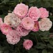 Kép 1/3 - Rosa 'Frau Eva Schubert' - rózsaszín - rambler, kúszó rózsa