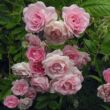 Rosa 'Frau Eva Schubert' - rózsaszín - rambler, kúszó rózsa