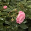 Kép 3/3 - Rosa 'Frau Eva Schubert' - rózsaszín - rambler, kúszó rózsa