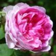 Kép 1/3 - Rosa 'Geschwinds Orden' - rózsaszín - fehér - történelmi - régi kerti rózsa