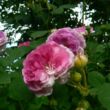 Rosa 'Geschwinds Orden' - rózsaszín - fehér - történelmi - régi kerti rózsa