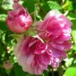 Kép 3/3 - Rosa 'Geschwinds Orden' - rózsaszín - fehér - történelmi - régi kerti rózsa