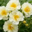 Kép 2/3 - Rosa 'Goldfinch' - fehér - történelmi - régi kerti rózsa