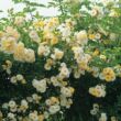 Kép 3/3 - Rosa 'Goldfinch' - fehér - történelmi - régi kerti rózsa