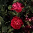 Rosa 'Gruss an Teplitz' - vörös - történelmi - china rózsa