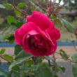 Rosa 'Gruss an Teplitz' - vörös - történelmi - china rózsa