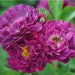 Kép 1/3 - Rosa 'Bleu Magenta' - lila - rambler, kúszó rózsa