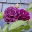 Rosa 'Bleu Magenta' - lila - rambler, kúszó rózsa