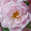 Kép 1/3 - Rosa 'Belvedere' - rózsaszín - történelmi - sempervirens rózsa