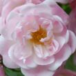 Kép 1/3 - Rosa 'Belvedere' - rózsaszín - történelmi - sempervirens rózsa