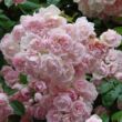 Rosa 'Belvedere' - rózsaszín - történelmi - sempervirens rózsa