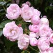 Kép 3/3 - Rosa 'Belvedere' - rózsaszín - történelmi - sempervirens rózsa