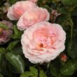 Rosa 'Chewgentpeach' - rózsaszín - virágágyi grandiflora - floribunda rózsa