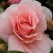 Kép 3/3 - Rosa 'Chewgentpeach' - rózsaszín - virágágyi grandiflora - floribunda rózsa