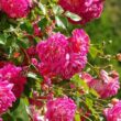 Kép 2/3 - Rosa 'Alexandre Girault' - rózsaszín - rambler, kúszó rózsa