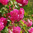 Kép 2/3 - Rosa 'Alexandre Girault' - rózsaszín - rambler, kúszó rózsa