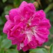 Kép 3/3 - Rosa 'Alexandre Girault' - rózsaszín - rambler, kúszó rózsa