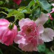 Rosa 'Madame Grégoire Staechelin' - rózsaszín - rambler, kúszó rózsa