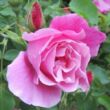 Kép 3/3 - Rosa 'Madame Grégoire Staechelin' - rózsaszín - rambler, kúszó rózsa