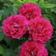Kép 1/3 - Rosa 'Souvenir d'Edouard Maubert™' - rózsaszín - virágágyi floribunda rózsa