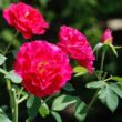 Rosa 'Souvenir d'Edouard Maubert™' - rózsaszín - virágágyi floribunda rózsa
